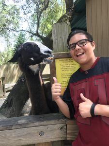 Llama and young boy at Central Florida Zoo